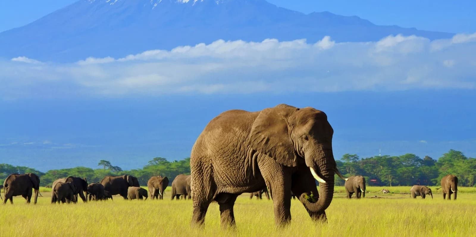 Drew Safaris Amboseli Elephants