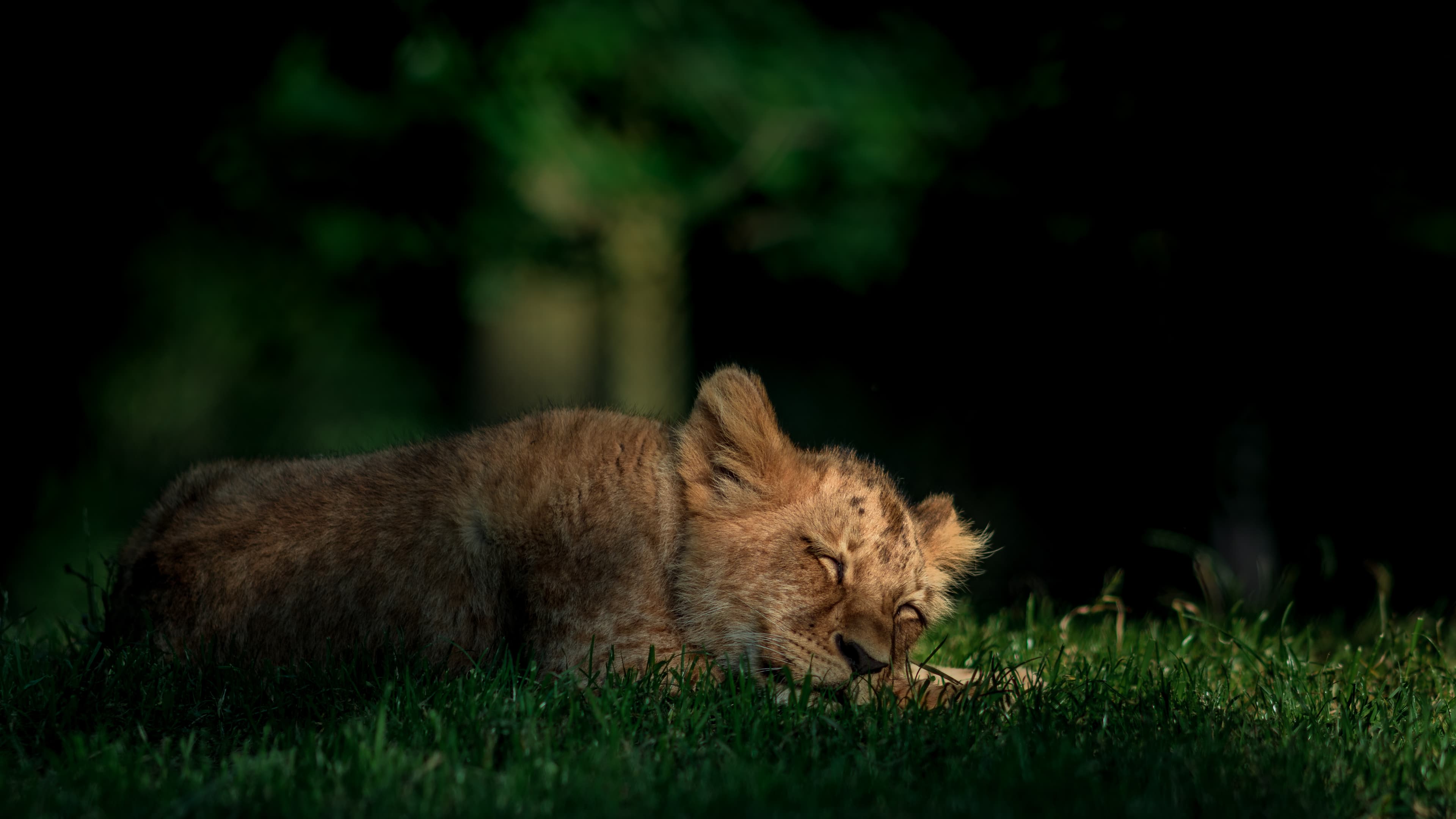 Safari Experience with Drew Safaris